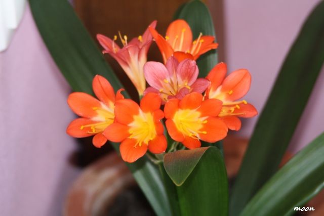 clivia